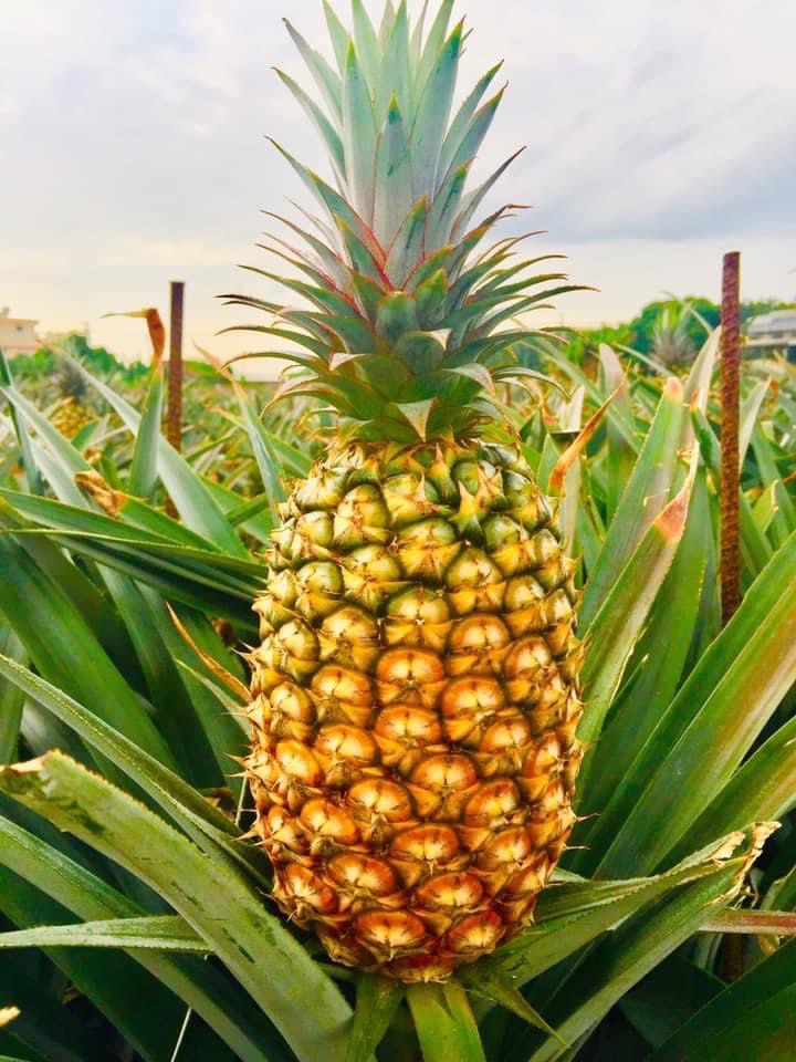 蔬菜水果