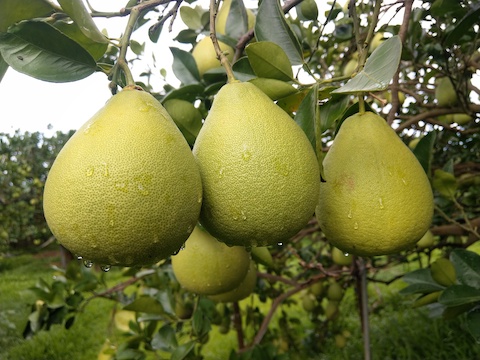 蔬菜水果